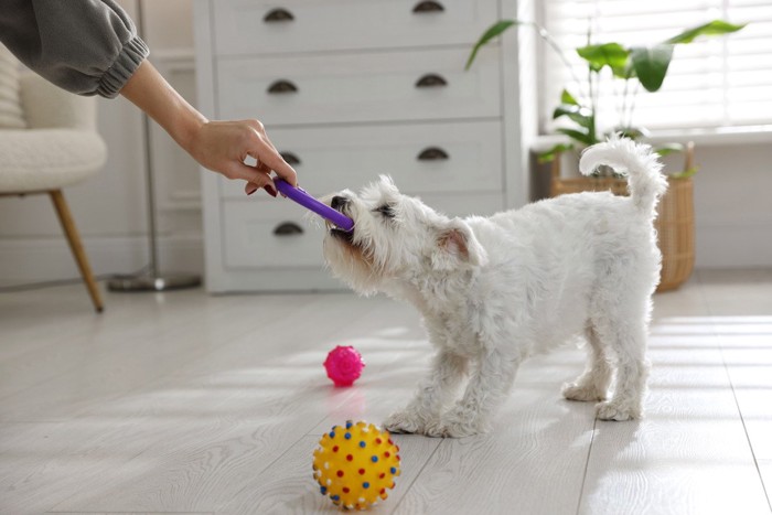 おもちゃを引っ張りあう白い犬