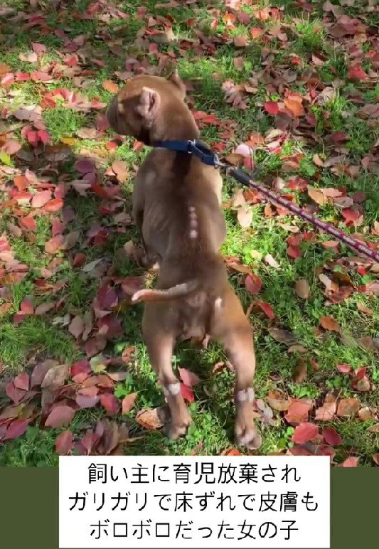 飼育放棄されたわんこ