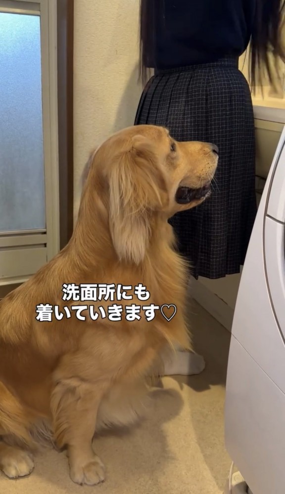 洗面所でお座りする犬