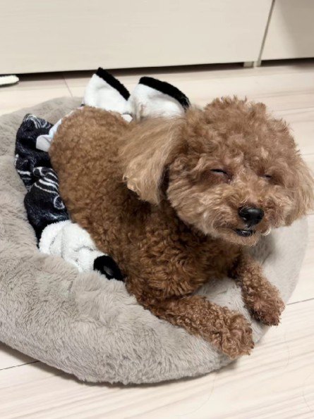 眠気を我慢するぐりちゃん