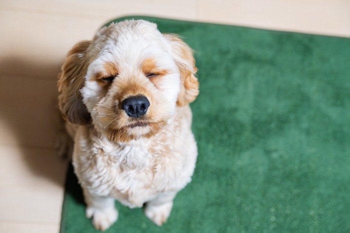 すわって目を閉じている犬