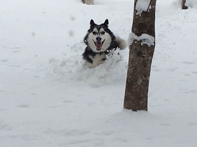 アラスカんマラミュート