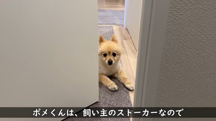 伏せる犬