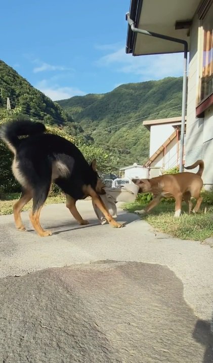 引っ張り合いする2匹