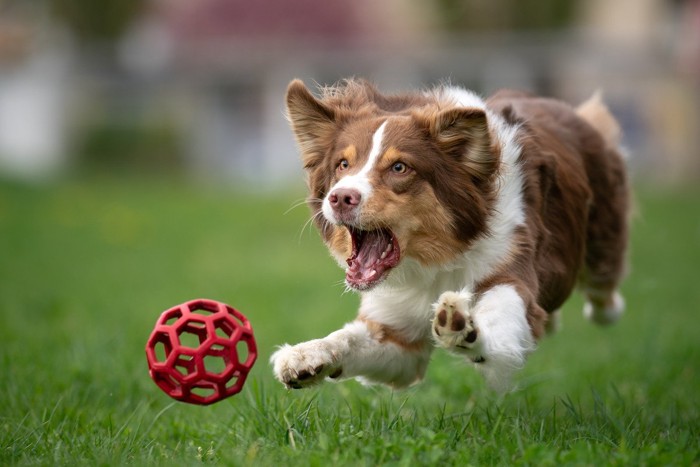 ボールを追う犬