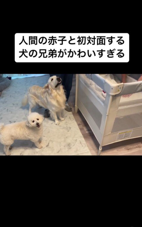 赤ちゃんと初対面するむう君＆める君9