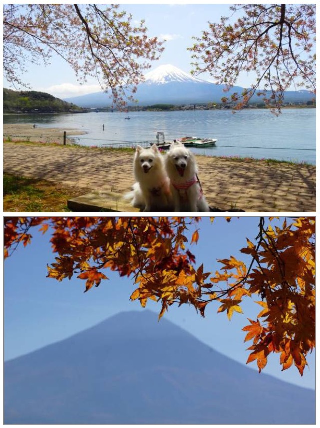 河口湖畔の春と秋