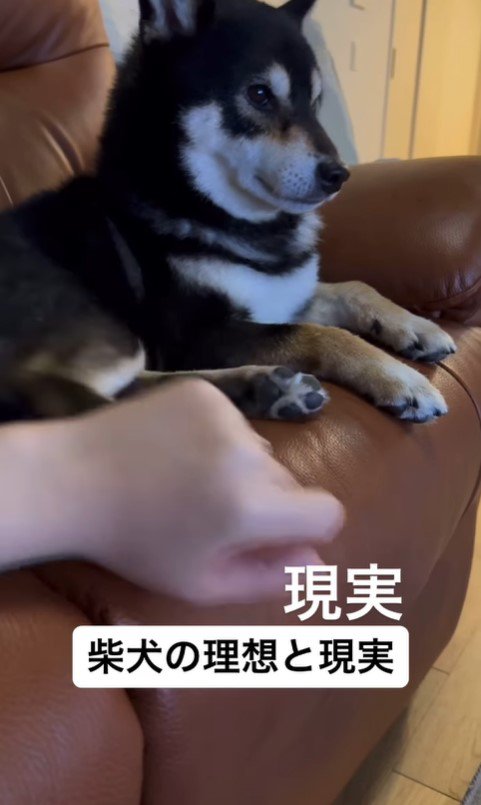 柴犬を飼う理想と現実7