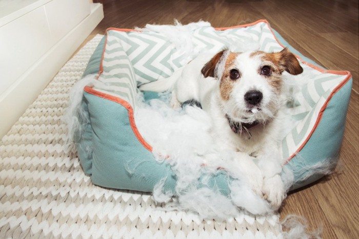 ボロボロになったベッドと犬