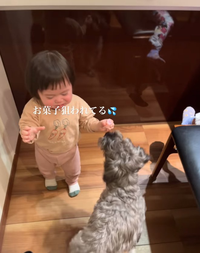 子どもが持っているお菓子の匂いを嗅ぐ犬