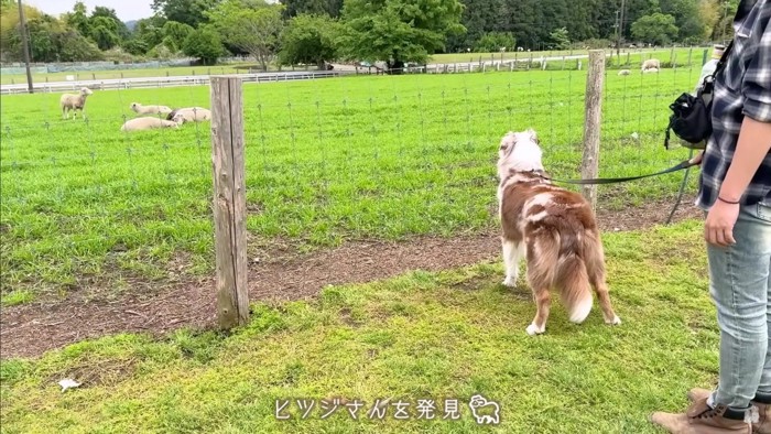 羊さんだ！！