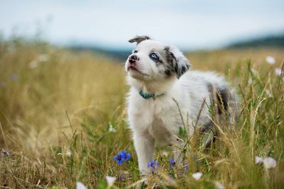 草むらで上を見上げるボーダーコリーの幼犬