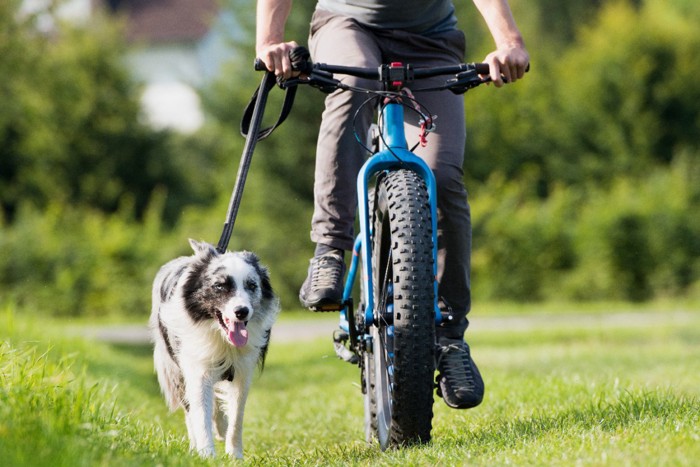 自転車に乗った男性と散歩をするボーダーコリー