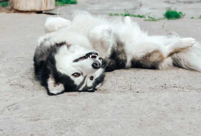 ハスキー犬