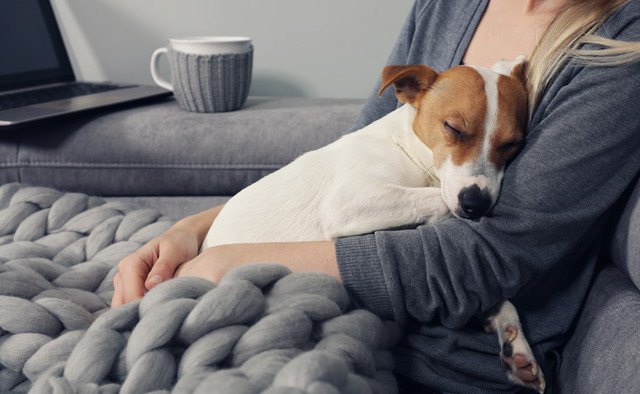 飼い主の腕の中で寝ている犬の写真