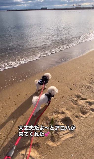 波際を歩く2頭の小型犬