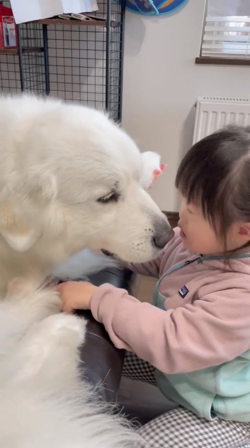 男の子に顔を近づける犬