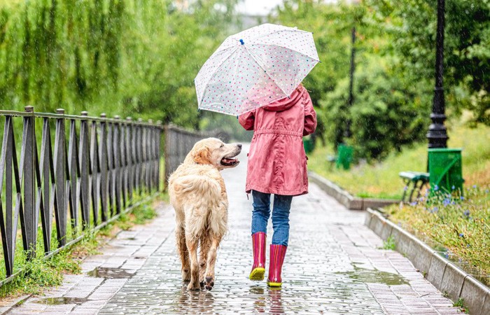 雨のお散歩