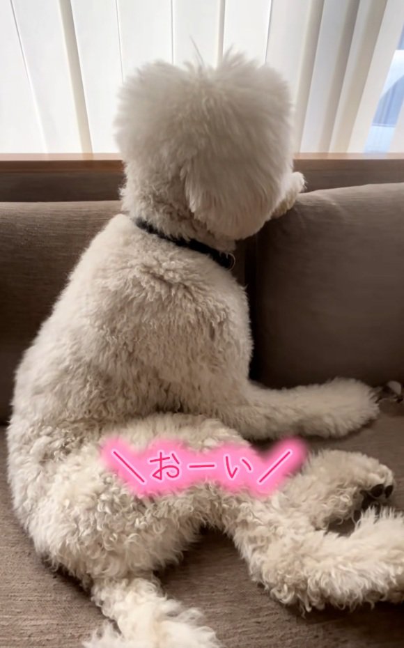 呼びかける飼い主さん