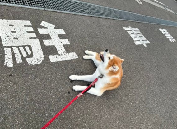 ニコニコ