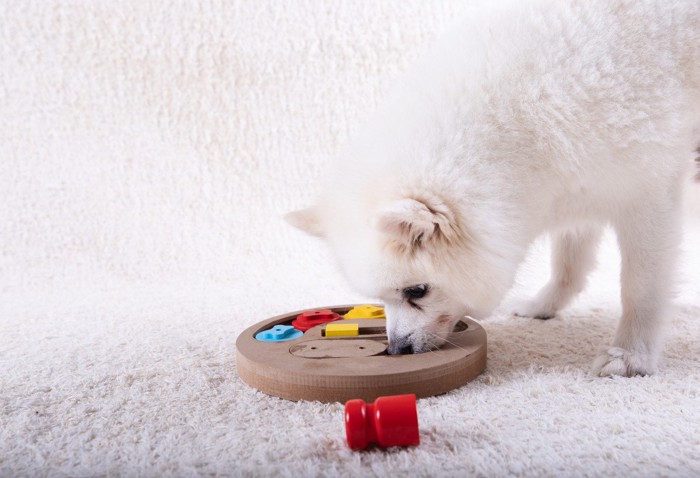 知育玩具で遊ぶ犬