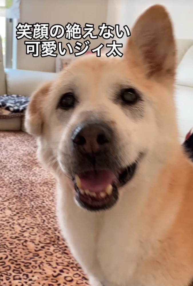 笑顔で近づいてくる老犬