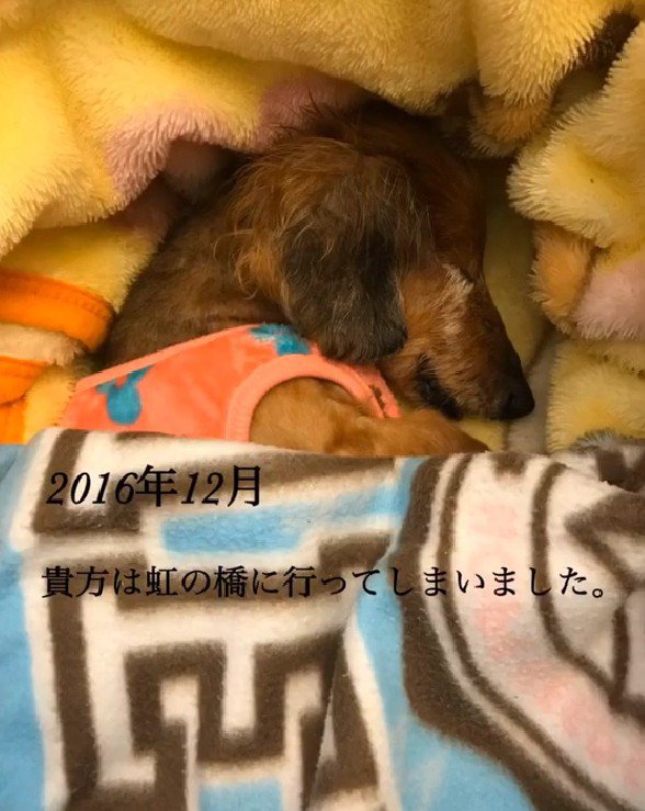 そして虹の橋へ…