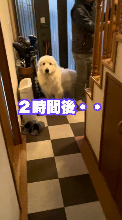 玄関で立ち止まる犬と老年男性