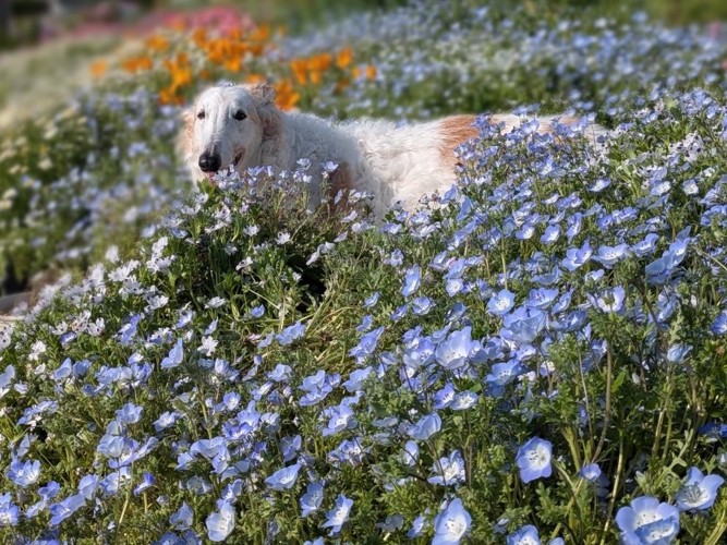 お花畑