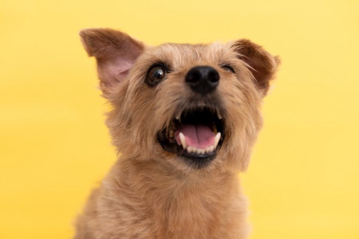 吠えて何かを訴える子犬