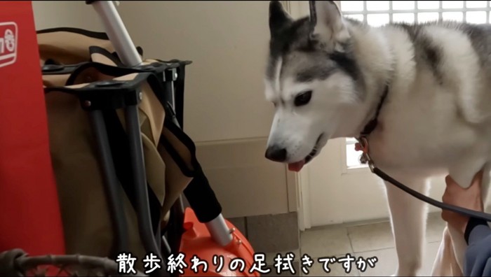 飼い主に前足を拭かれる犬