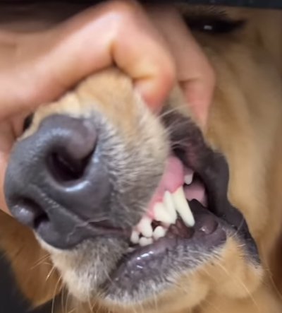 大型犬の口元
