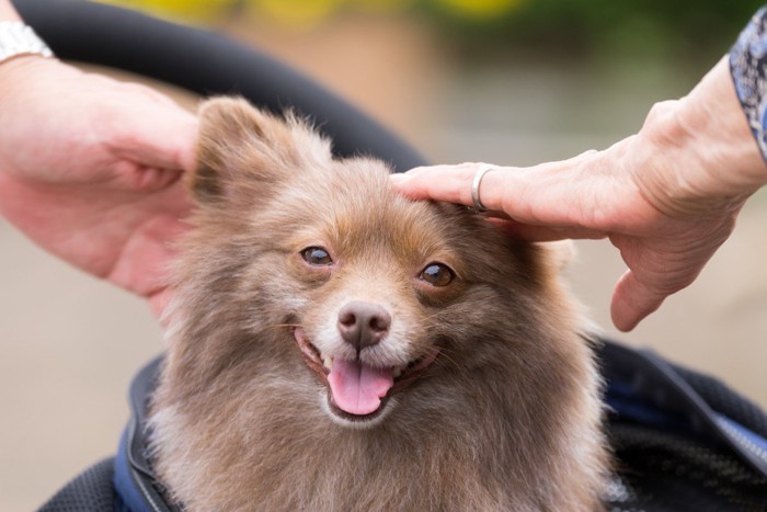 犬を撫でるふたつの手