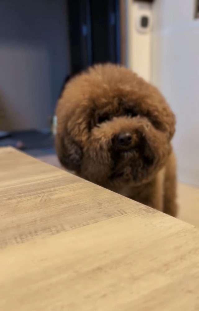 テーブル越しの犬