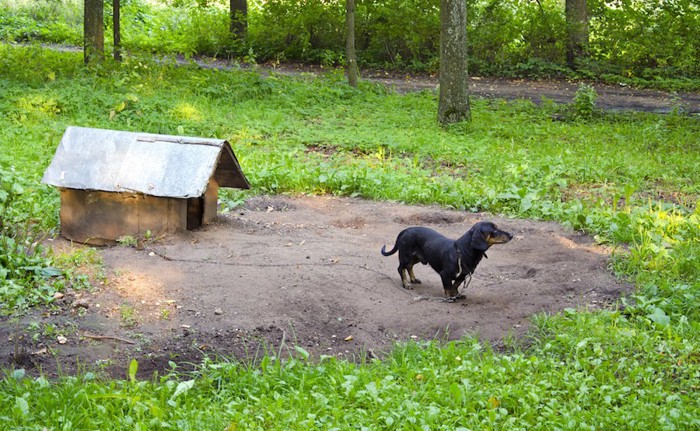 屋外の犬小屋につながれたダックスフンド