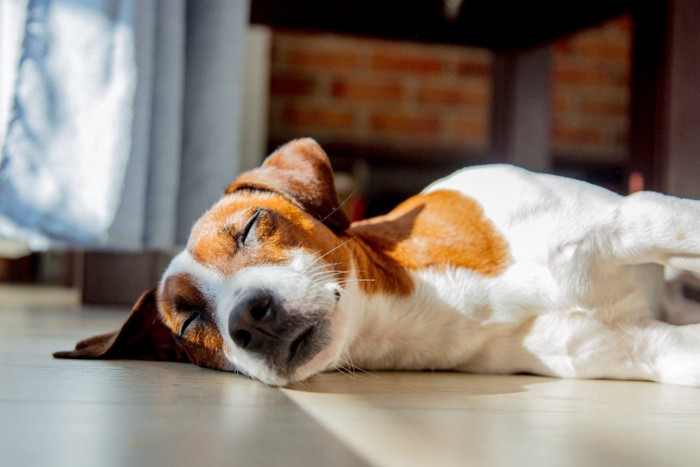 窓際で眠る犬