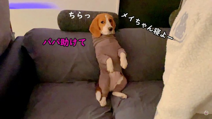 寝たくないメイちゃんVS飼い主さん4