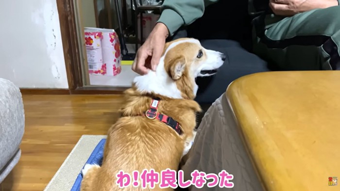 はなちゃんを撫でるおじいちゃん