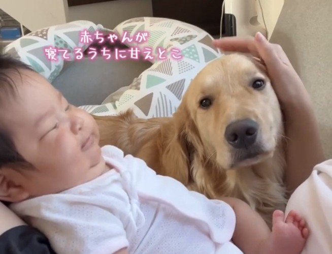 赤ちゃんの隣で甘える犬