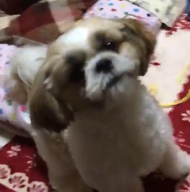 シュタッ