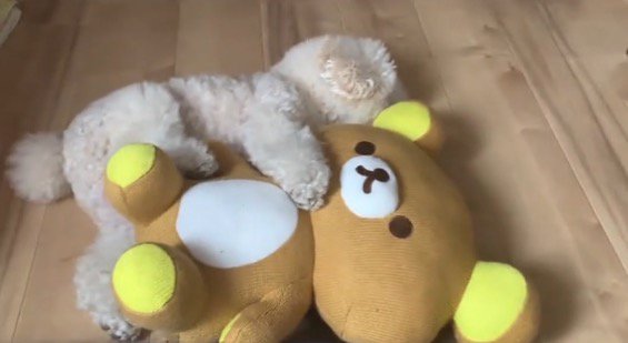 ぬいぐるみに抱きつく犬