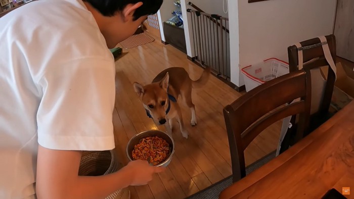 少年にご飯をもらう犬