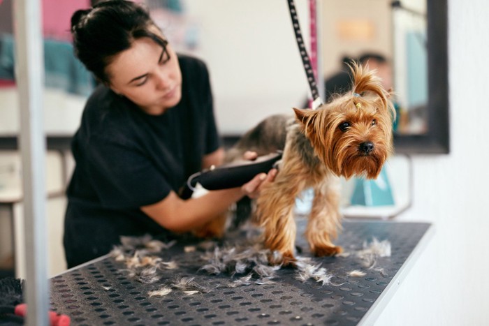 バリカンで犬の毛を刈る女性