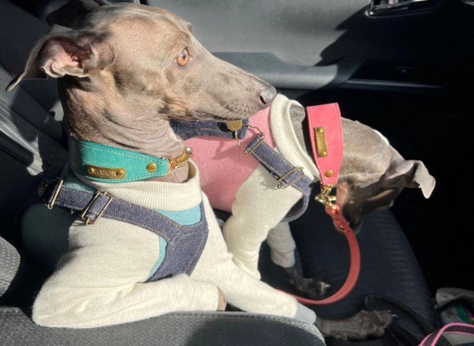 どこかの社長のよう…!