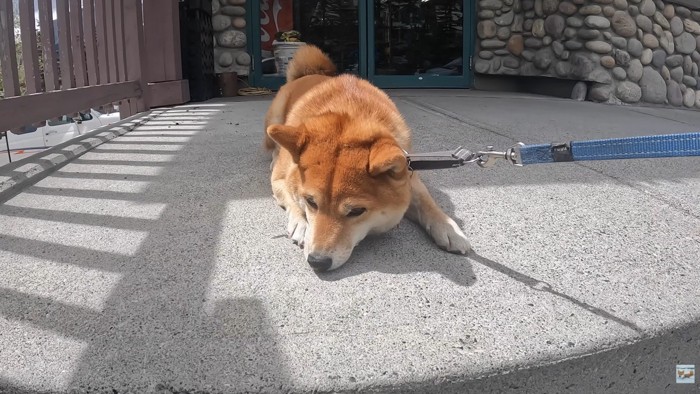 またもやお散歩拒否!