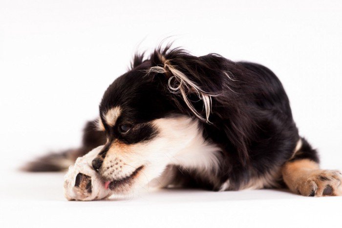 爪をキにする犬