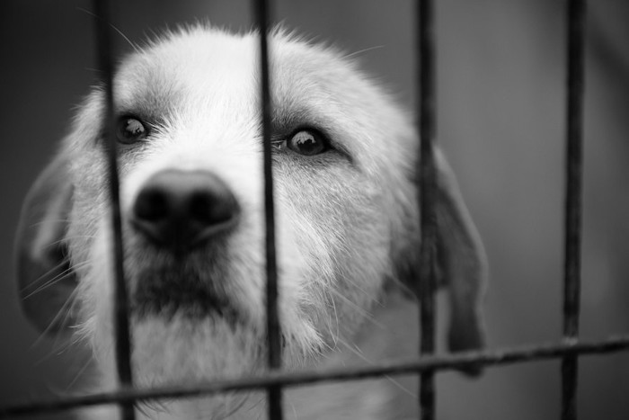 ケージの中からこちらを見つめる犬