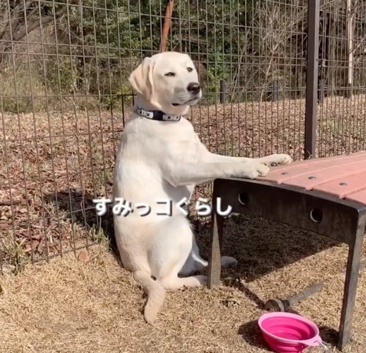 飼い主に視線を向ける犬