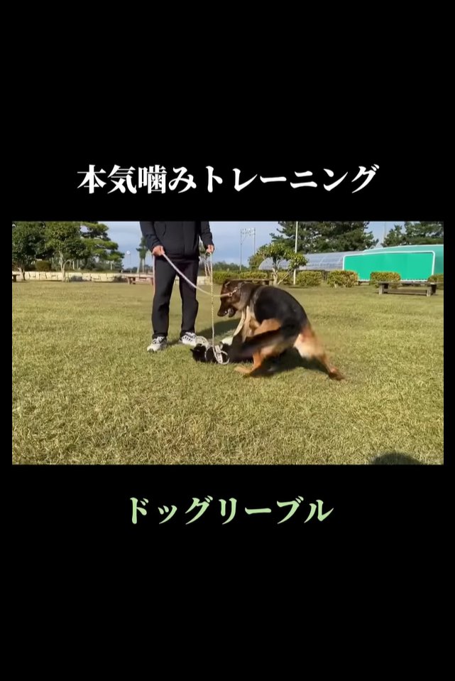 シェパードに降参する黒柴