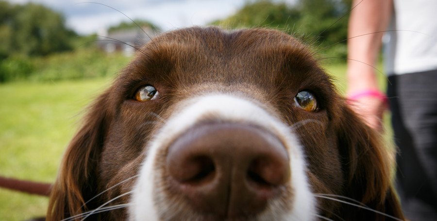 犬の鼻のアップ